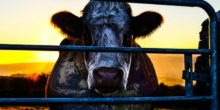 cowspiracy_cow1-700x350