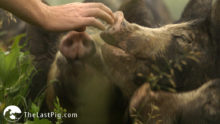 Hand-with-pigs-1030x579